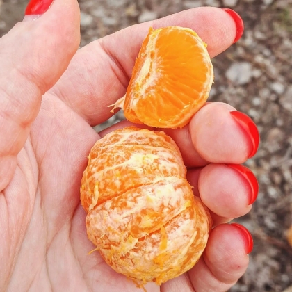 y - ,  23- , 